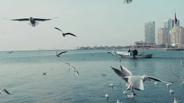 The Animal Bird Seagulls Flying Near the Sea
