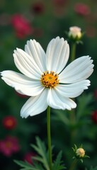 Fototapeta premium delicate white cosmos flower petals unfolding, cosmos, garden