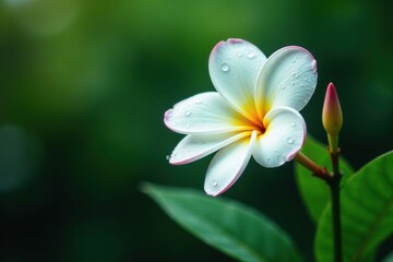 Naklejka premium A single white plumeria flower on a slender stem with dew drops on its petals, leafy, flowers