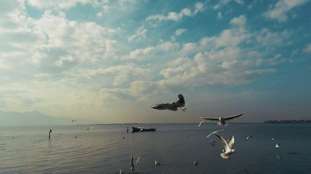The Animal Bird Seagulls Flying Near the Sea