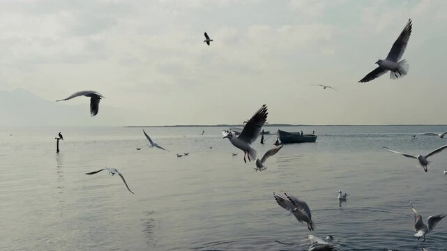 The Animal Bird Seagulls Flying Near the Sea