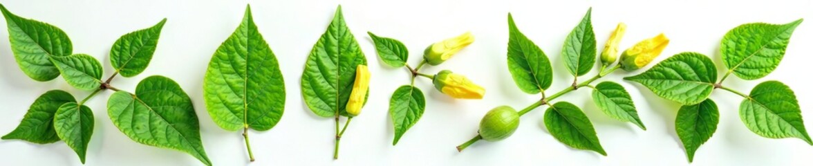 Fototapeta premium Leafy greens and flowers of Mucuna pruriens on white background, herb, flower buds