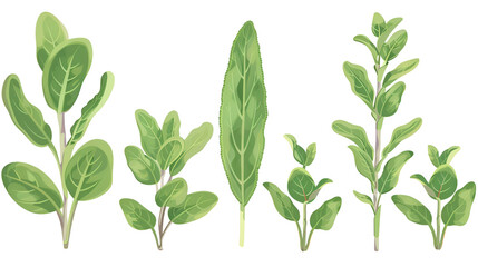 Set of watercolor green twigs with leaves isolated on a white background. Green, black and white tea, oolong. Baikhovy Indian tea, drink. Design and packaging of tea products