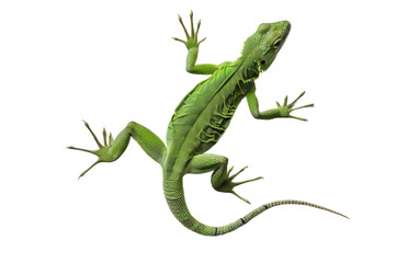 green lizard isolated on white background