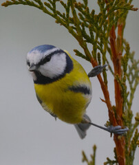 blue tiit on a branch