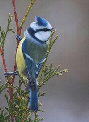 Obraz premium blue tiit