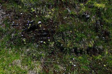 Gemeines Fettkraut an einer feuchten Quelle // common butterwort (Pinguicula vulgaris) - Prokletije Nationalpark, Montenegro