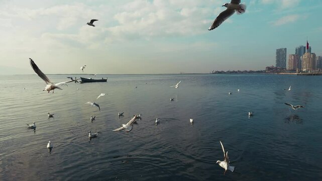 The Animal Bird Seagulls Flying Near the Sea