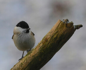 bird on a tree