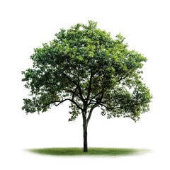Obraz premium tree isolated on white background