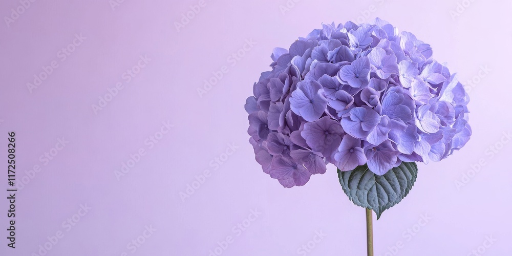 Poster template for greeting card featuring a stunning hydrangea flower head against a soft purple backgrou