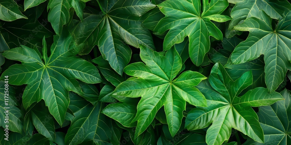 Poster Top view of vibrant papaya tree leaves showcasing their unique shape and texture, creating a stunning pattern. The lush green papaya tree leaves add beauty to any garden or landscape.