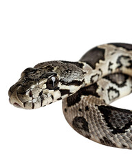 Obraz premium snake in front of background