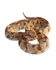 Obraz premium snake in front of white