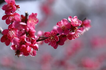 寒さに耐え気品よく咲く