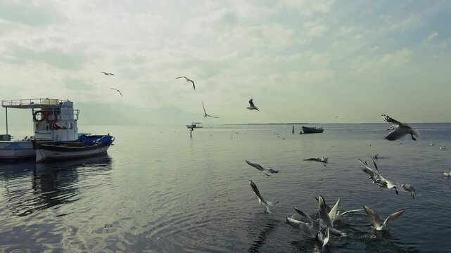 The Animal Bird Seagulls Flying Near the Sea