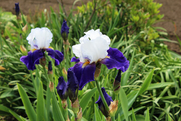 ジャーマンアイリス