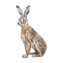 Hare sitting. Hand drawn watercolor illustration of forest animal isolated on white. Postcards, books, posters, Nature and Wildlife Protection Day.