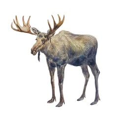 Elk with big antlers. Hand drawn watercolor illustration of forest animal isolated. For postcards, books, posters, Nature and Wildlife Protection Day.