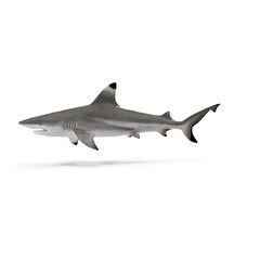 Blacktip Reef Shark