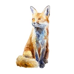 Obraz premium Red fox sitting. Hand drawn watercolor illustration of forest animal isolated on white. Postcards, books, posters, Nature and Wildlife Protection Day.