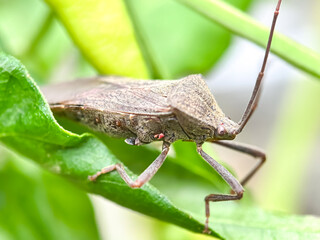 Leaf-footed bug,bug in green leaves