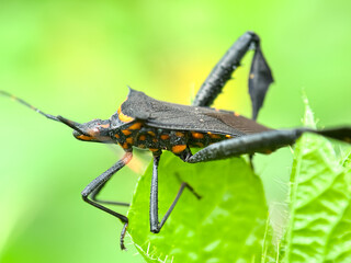 Bugs in green leaves, Leaf-footed bug (Leptoglossus)