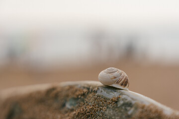 A Small Seashell Gently Resting on the Beach