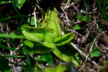 Gemeines Fettkraut // common butterwort (Pinguicula vulgaris) - Prokletije Nationalpark, Montenegro
