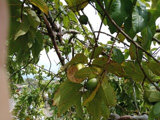 The charm of ripe guava fruit is sweet yellow in color
