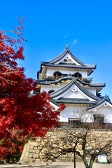 Fototapeta premium 国宝・彦根城・紅葉（滋賀県・彦根市）