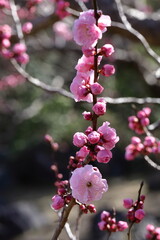 寒さに耐え気品よく咲く