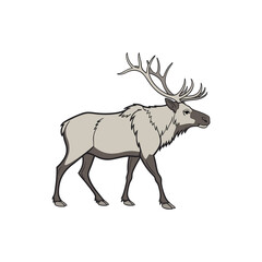 a moose vector art and illustratior