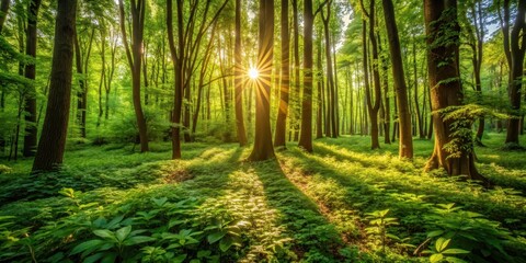 Obraz premium Warm sunlight filtering through dense green foliage, casting dappled shadows on forest floor, highlighting nature's vibrant colors and textures, nature photography, forest atmosphere