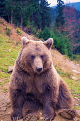 Fototapeta premium Portrait of an adult brown bear outdoors. The bear walks in the mountains. Vertical photo