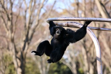 腕渡りをするフクロテナガザル