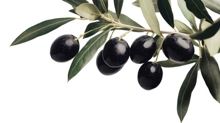 Fresh black olives on a branch with leaves isolated on white transparent background