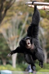 ブラキエーションをするメスのフクロテナガザル