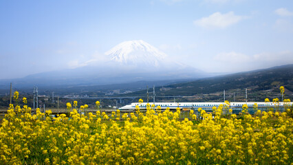 Shinkansen train and mount Fuji with flower in foreground,