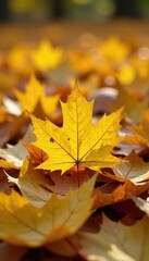 Small yellow maple leaf in a bed of fallen leaves, autumn, yellow