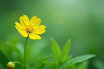 Small yellow-green flower with delicate petals, Greenery, Mustard flower, Wildflower
