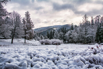 Snowy landscape blanketing bushes, trees, and mountain peaks with soft white coverage under overcast winter sky in romanian wilderness