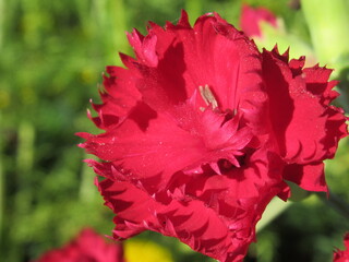 Zbliżenie na kwiat goździka © Kumulugma