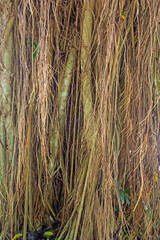 Root of Banyan Tree