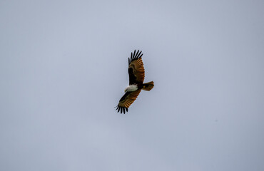 White-headed Fishing Sea Eagle hunting in Thailand
