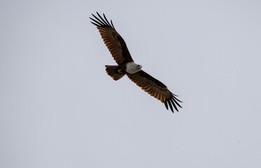 White-headed Fishing Sea Eagle hunting in Thailand