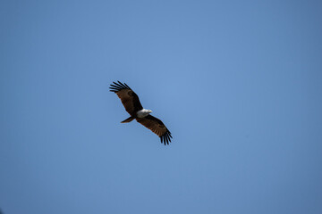 White-headed Fishing Sea Eagle hunting in Thailand