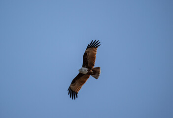 Obraz premium White-headed Fishing Sea Eagle hunting in Thailand