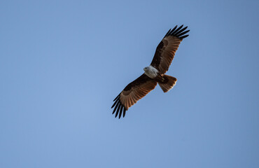 White-headed Fishing Sea Eagle hunting in Thailand