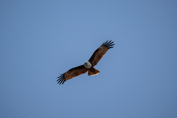 Fototapeta premium White-headed Fishing Sea Eagle hunting in Thailand